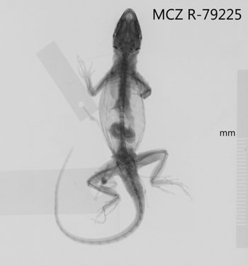 Media type: image;   Herpetology R-79225 Aspect: dorsoventral x-ray